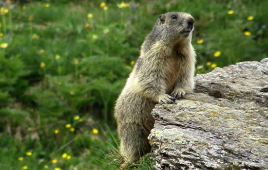 pizzo del frate marmotta